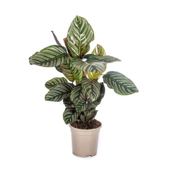 Calathea Ornata Sanderiana Ø17cm - ↨40 - 50cm