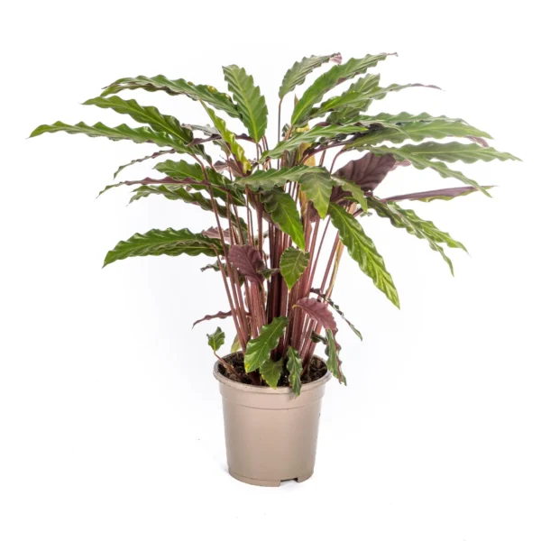 Calathea Rufibarba Ø17cm - ↨40 - 50cm