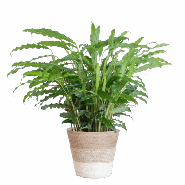 Calathea Rufibarba mit Korb Lissabon weiß - 55cm - Ø17