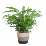 Calathea Rufibarba mit Korb Lissabon schwarz - 55cm - Ø17