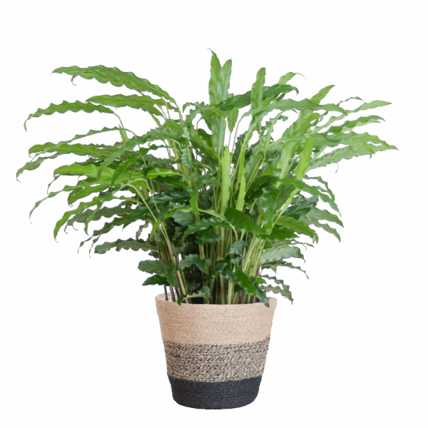 Calathea Rufibarba mit Korb Lissabon schwarz - 55cm - Ø17