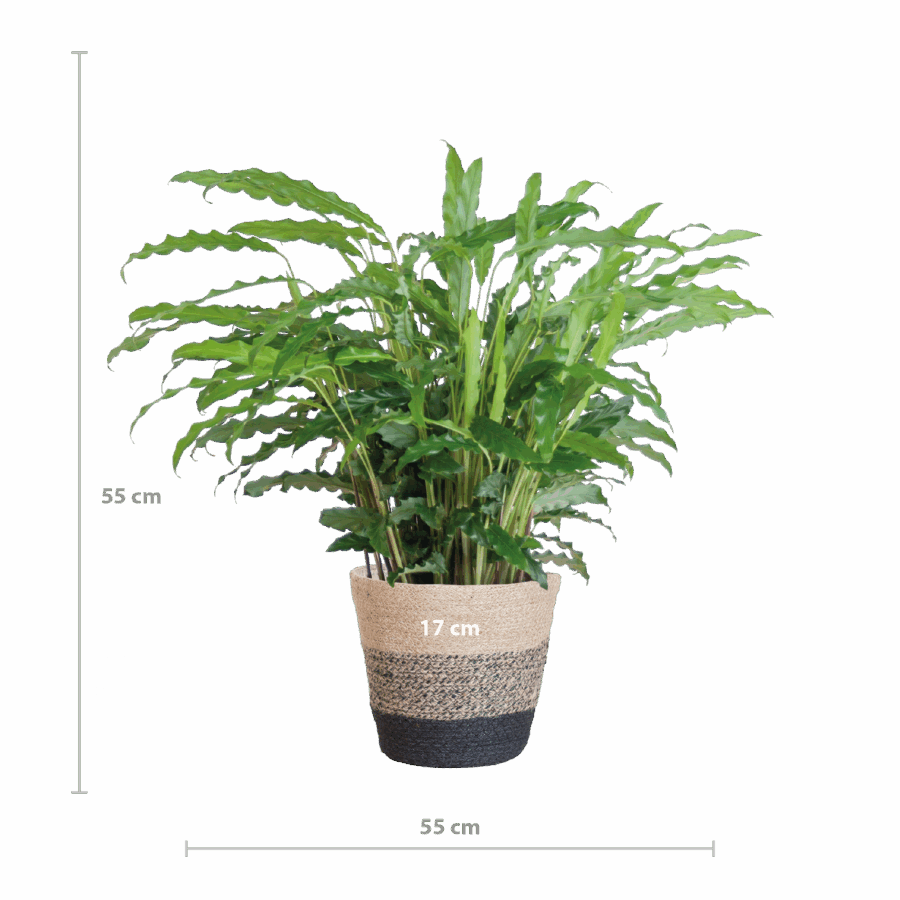 Calathea Rufibarba mit Korb Lissabon schwarz - 55cm - Ø17 – Bild 2