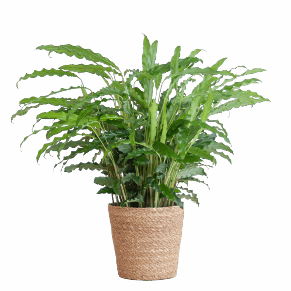 Calathea Rufibarba mit Sofia-Korb natur - 55cm - Ø17