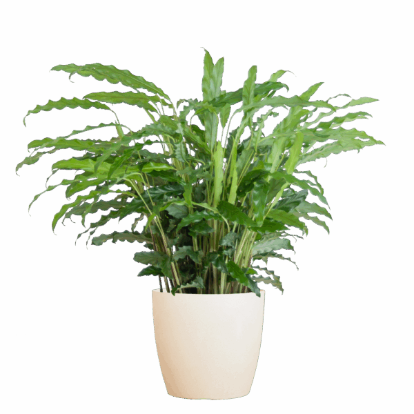 Calathea Rufibarba mit Viber weiß - 55cm - Ø17