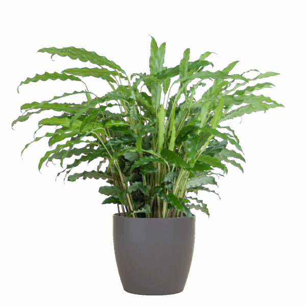 Calathea Rufibarba mit Viber Grau - 55cm - Ø17