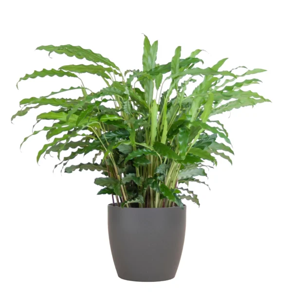 Calathea Rufibarba mit Viber Grau - ↨55cm - Ø17