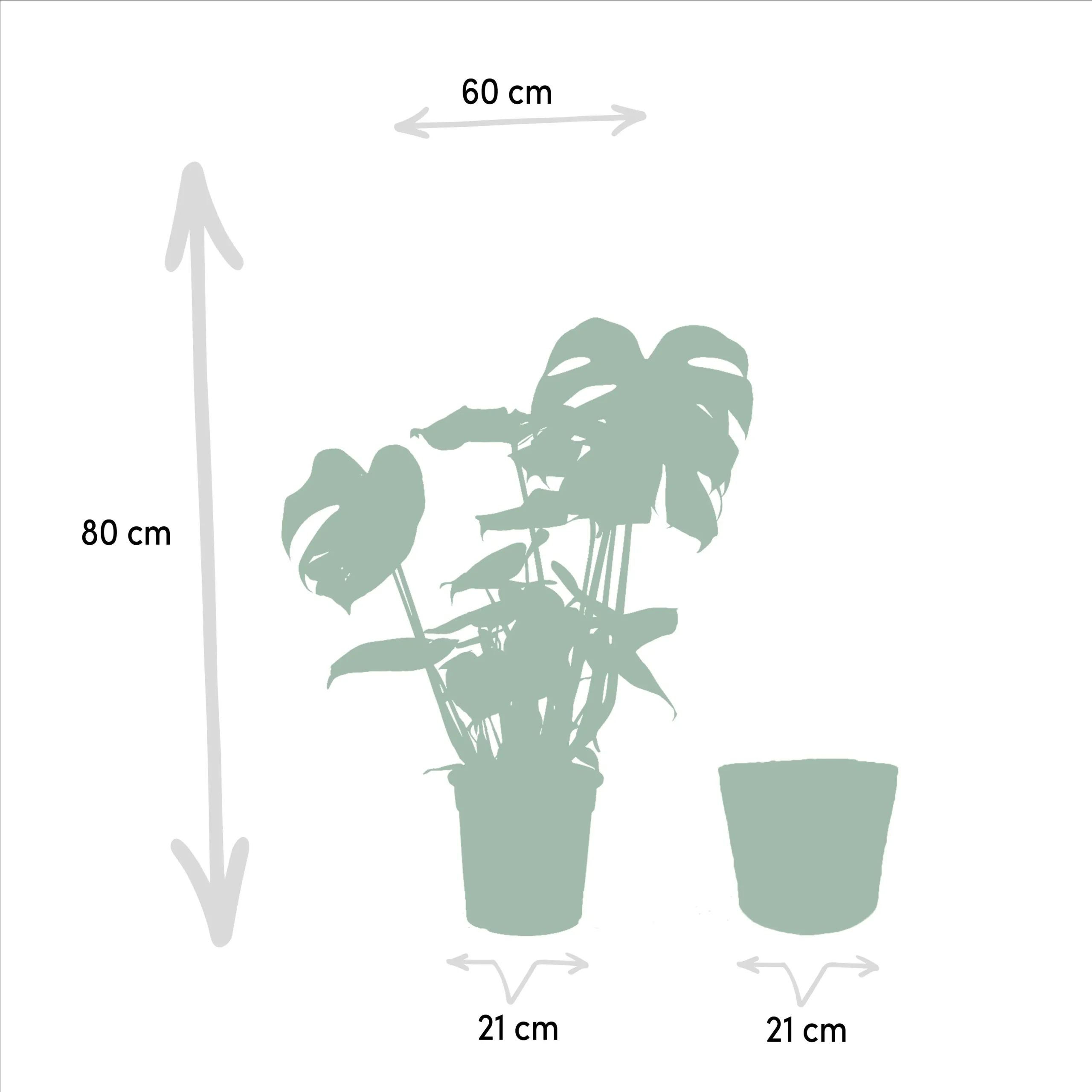 Monstera Deliciosa - Ø21cm - ↨75cm + Musa Dwarf Cavendish - Ø21cm - ↨85cm + Strelitzia Nicolai - Ø19cm - ↨90cm + Korb Igmar 4 Strelitzia Reginea - Ø12cm - ↨40cm
