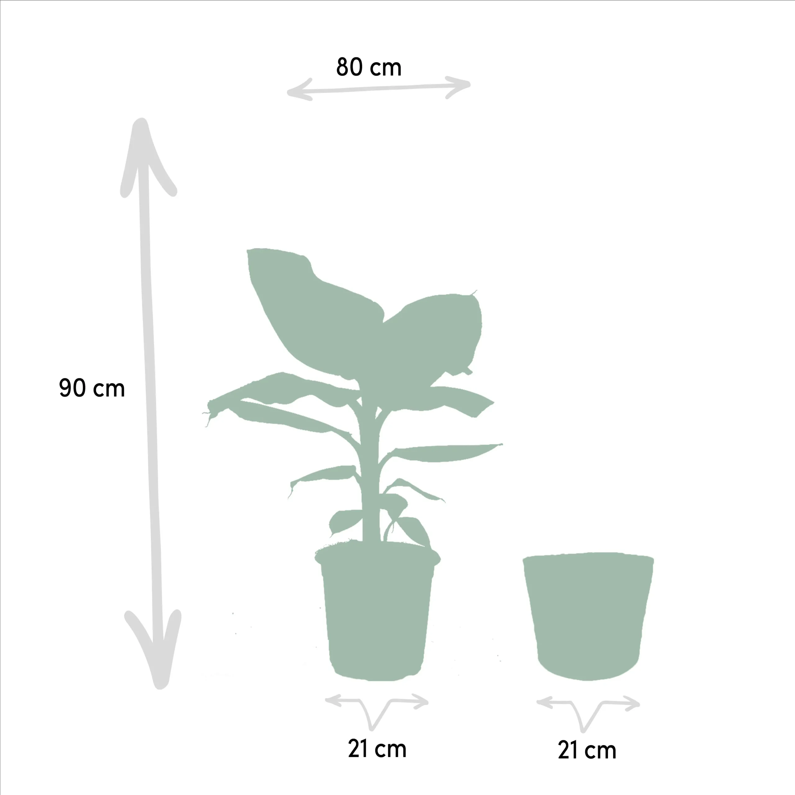 Monstera Deliciosa - Ø21cm - ↨75cm + Musa Dwarf Cavendish - Ø21cm - ↨85cm + Strelitzia Nicolai - Ø19cm - ↨90cm + Korb Igmar 5 Strelitzia Reginea - Ø12cm - ↨40cm
