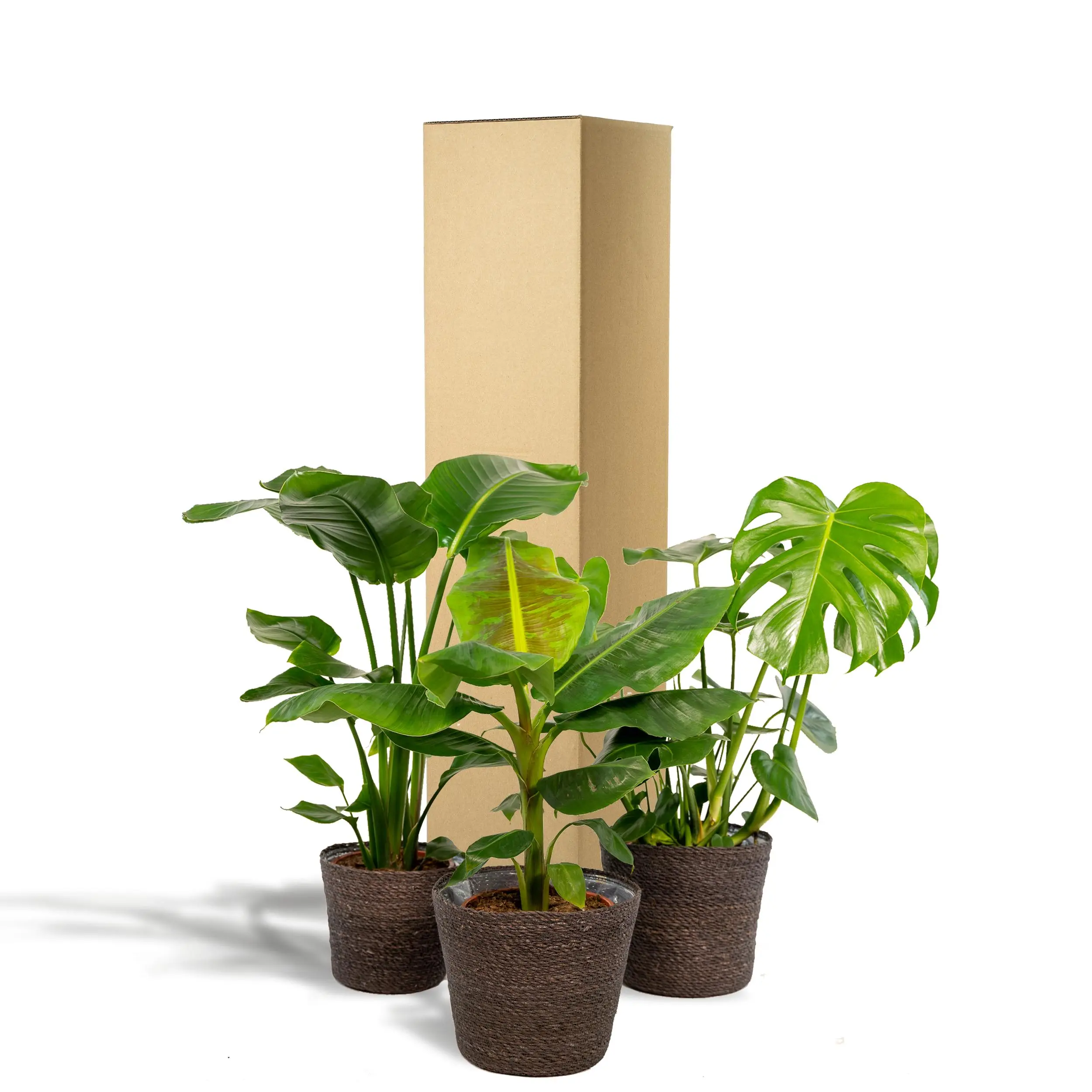Monstera Deliciosa - Ø21cm - ↨75cm + Musa Dwarf Cavendish - Ø21cm - ↨85cm + Strelitzia Nicolai - Ø19cm - ↨90cm + Korb Igmar 7 Strelitzia Nicolai - Ø19cm - ↨90cm