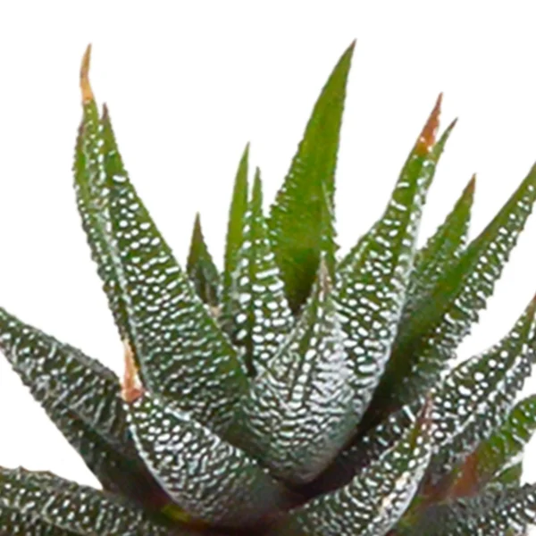 Weißes Orchideen-Set in Honey-Schale inkl. Wasserreservoir