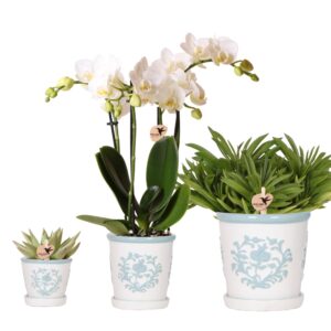 Pflanzenset Weiße Phalaenopsis-Orchidee Amabilis und Sukkulenten inkl. dekorative Malaga-Keramiktöpfe