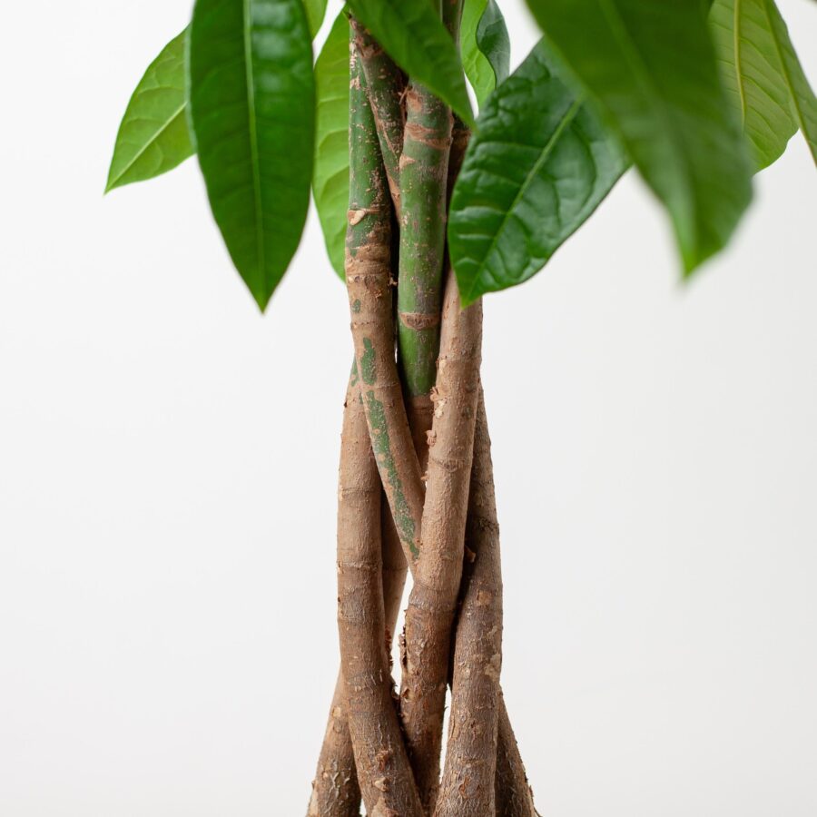 Pachira Aquatica mit Pflanzkorb Lissabon Schwarz - 80cm - Ø21 – Bild 4
