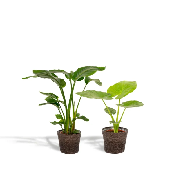 PROMO - Strelitzia Nicolai - Ø19cm - ↨90cm