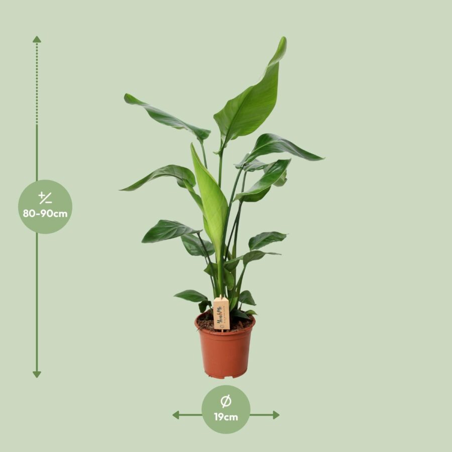 PROMO - Strelitzia Nicolai - Ø19cm - ↕90cm – Bild 2