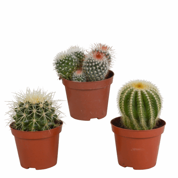 Kugelkaktus-Mix 8,5 cm ohne Topf