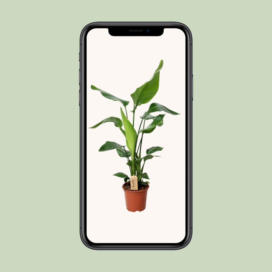 PROMO - Strelitzia Nicolai - Ø19cm - ↕90cm – Bild 4