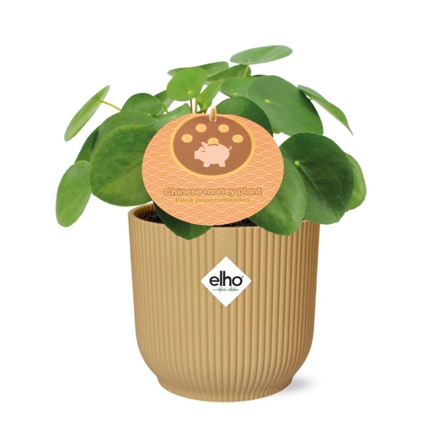 Pilea Peperomioides 12cm in ELHO Vibes Fold 14cm geel – Bild 2
