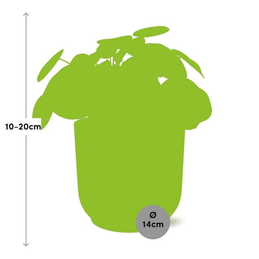 Pilea Peperomioides 12cm in ELHO Vibes Fold 14cm geel – Bild 3
