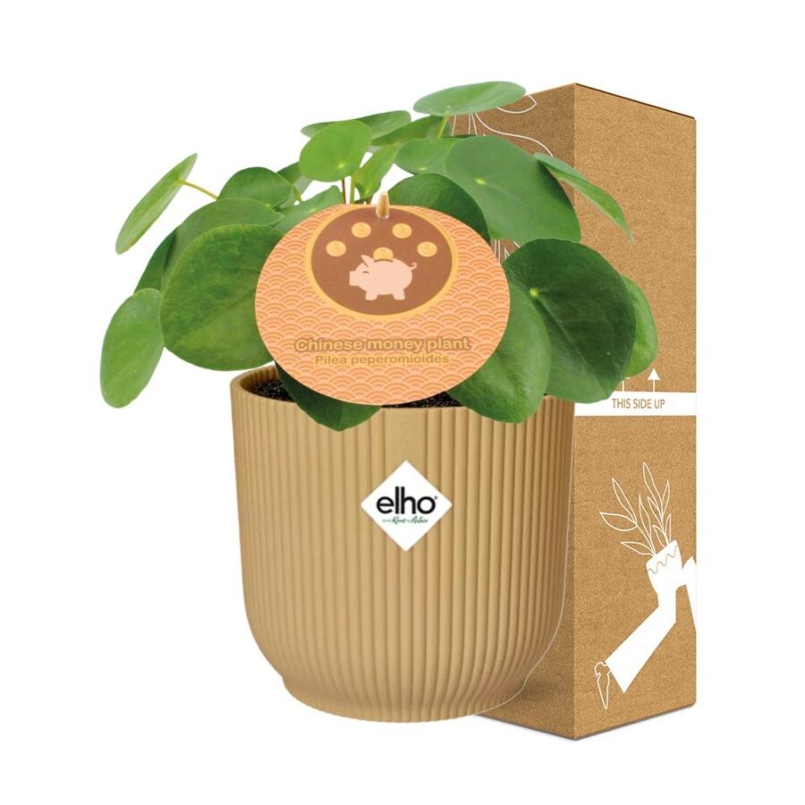 Pilea Peperomioides 12cm in ELHO Vibes Fold 14cm geel – Bild 4