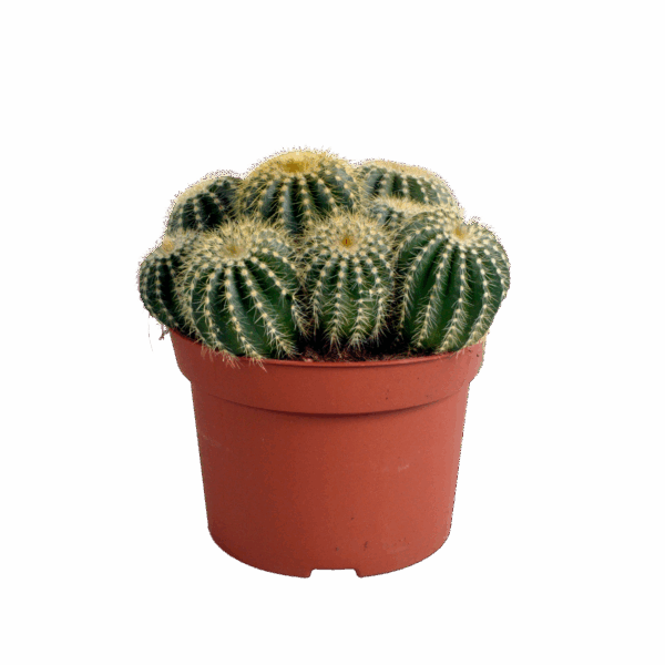 Eriocactus warasii 12cm