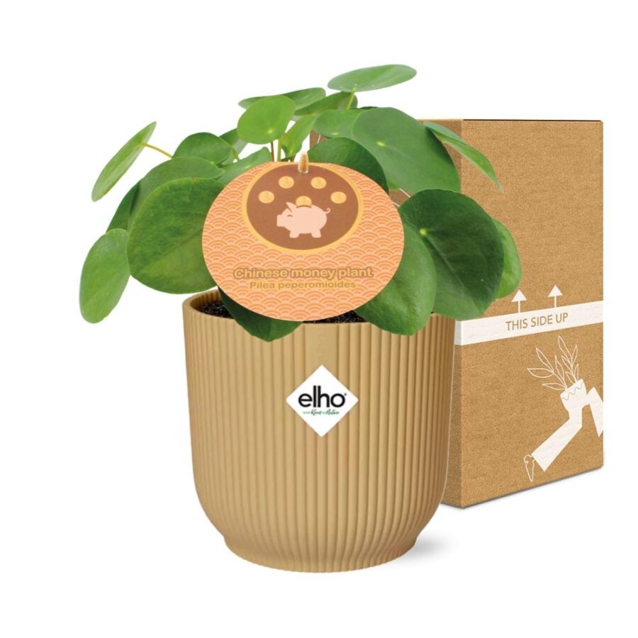 Pilea Peperomioides 12cm in ELHO Vibes Fold 14cm geel – Bild 5