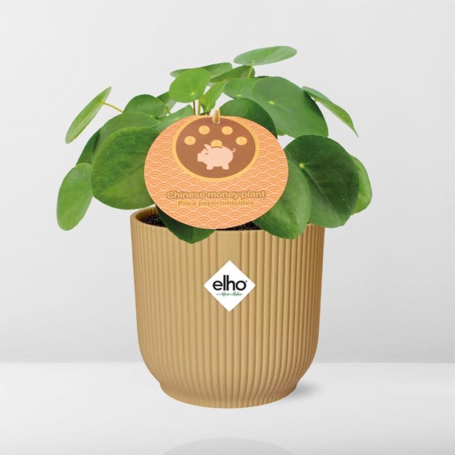 Pilea Peperomioides 12cm in ELHO Vibes Fold 14cm geel – Bild 6