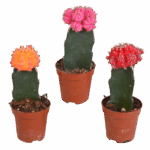Euphorbia meloformis variegata - Gymnocalycium mix - 5,5cm - 3x