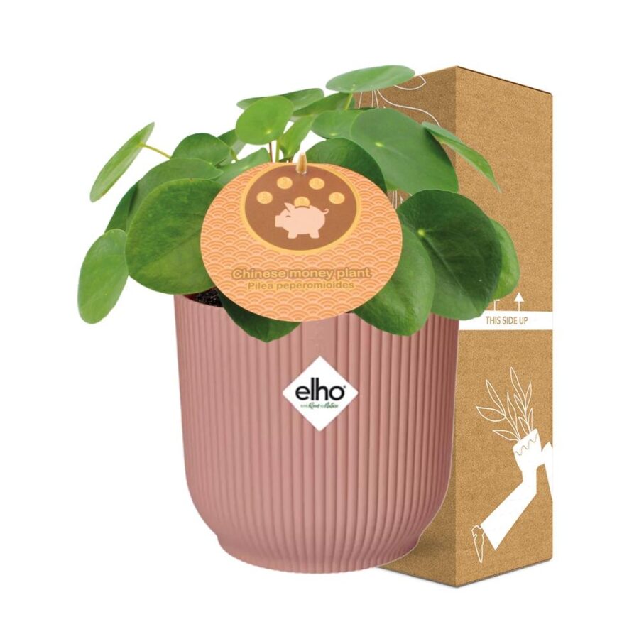 Mother's Day - Pilea Peperomioides 12cm in ELHO Vibes Fold 14cm roze – Bild 4