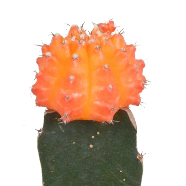 Pilea Peperomioides - Ø11cm - ↨15cm