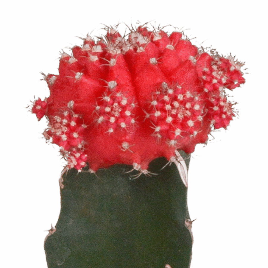 Euphorbia meloformis variegata - Gymnocalycium mix - 5,5cm - 3x – Bild 5