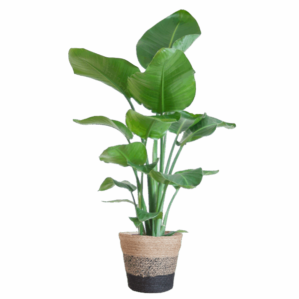 Die Strelitzia Nicolai mit dem schwarzen Lissabon-Korb. - 80cm - Ø19