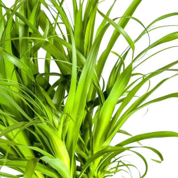 Elefantenfuß Beaucarnea Recurvata Stamm Ø27cm - ↨110 - 130cm