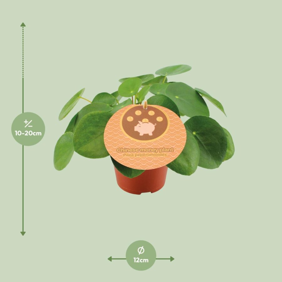 Pilea Peperomioides - Ø12cm - ↕20cm – Bild 2