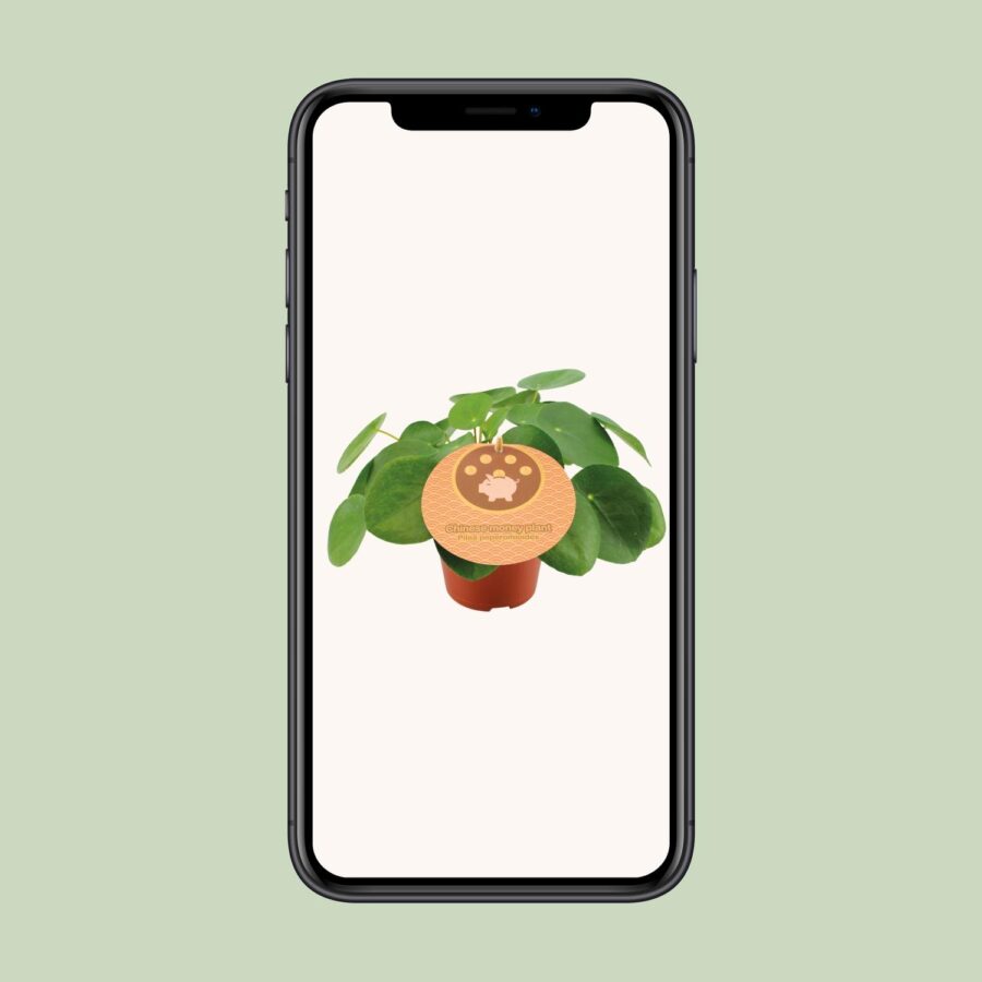 Pilea Peperomioides - Ø12cm - ↕20cm – Bild 4