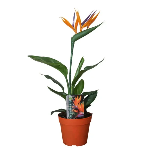 Strelitzia Reginae P13 2pp (met Kunstbloem) - Ø13cm - ↨35cm