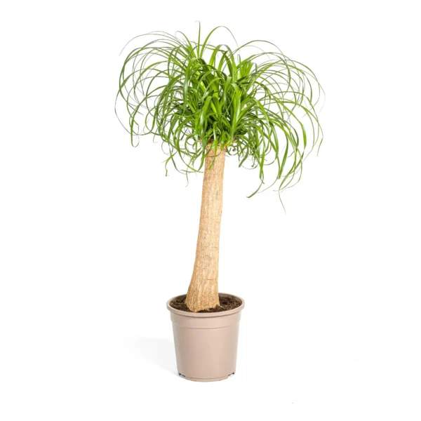 Elefantenfuß Beaucarnea Recurvata Stam Ø24cm - ↨80 - 100cm