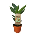 Vorteilspaket XXL - Kentia 200 cm, Strelitzia Nicolai 225 cm, Areca 200 cm