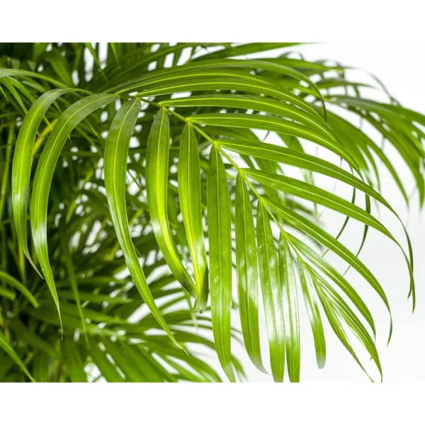 Goldfruchtpalme Dypsis Areca lutescens Ø27cm - ↨150 - 170cm