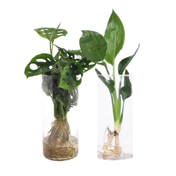 Cylinder glas Duo Monstera/Strelitzia - 2 Stücke - Ø12cm - ↨25-40cm