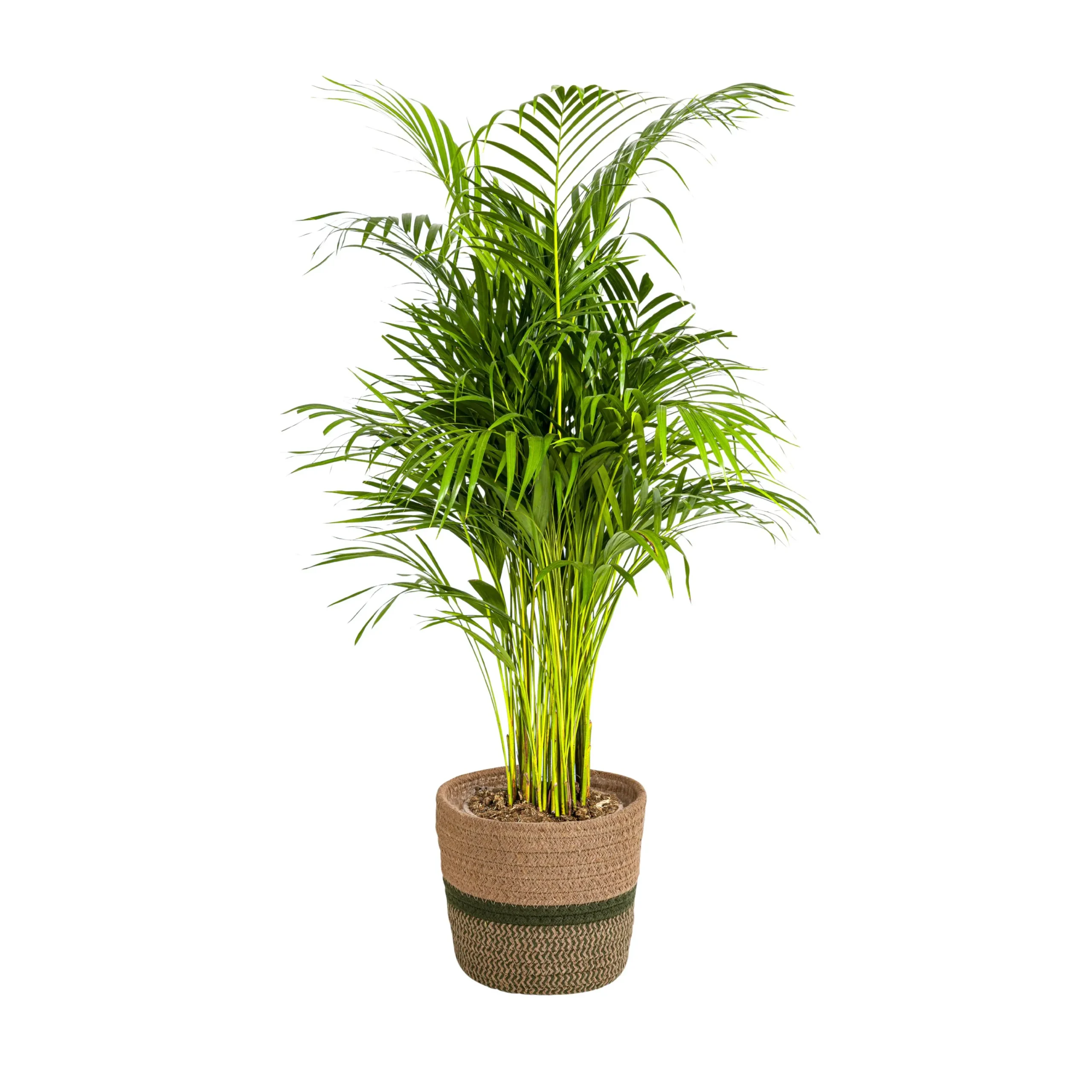 Goldfruchtpalme Dypsis Areca Lutescens mit Korb Ø21cm - ↨100 - 120cm