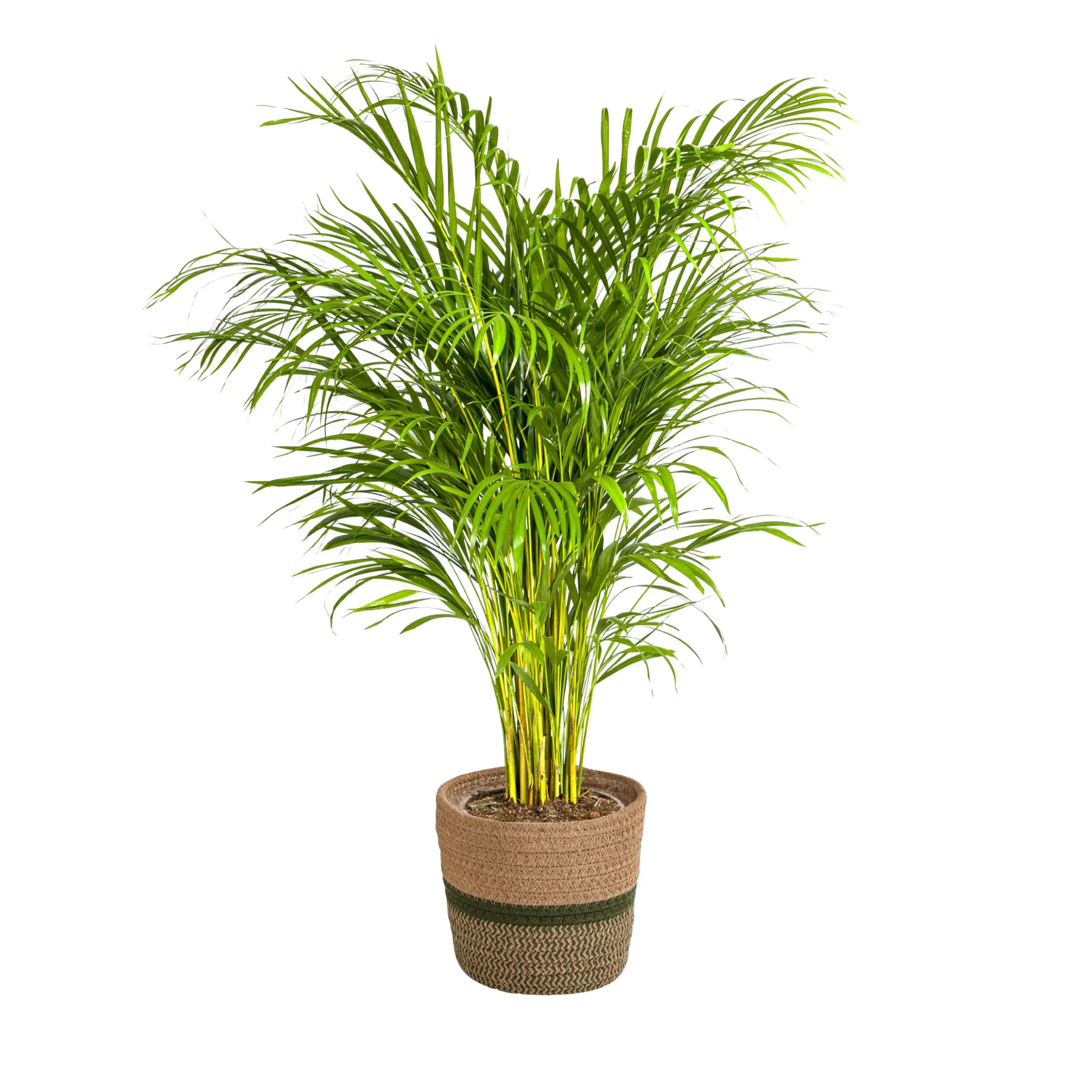 Goldfruchtpalme Dypsis Areca Lutescens mit Korb Ø24cm - ↨120 - 140cm