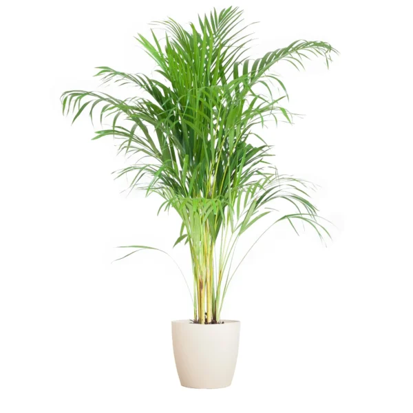 Areca Palme (Dypsis) mit Viber Weiß - ↨100cm - Ø21cm