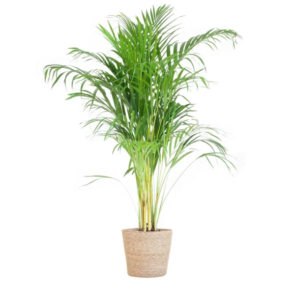Areca Palme (Dypsis) mit Sofia-Korb natur - ↨100cm - Ø21cm