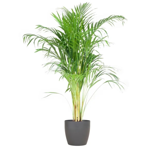 Areca Palme (Dypsis) mit Viber Grau - ↨100cm - Ø21cm
