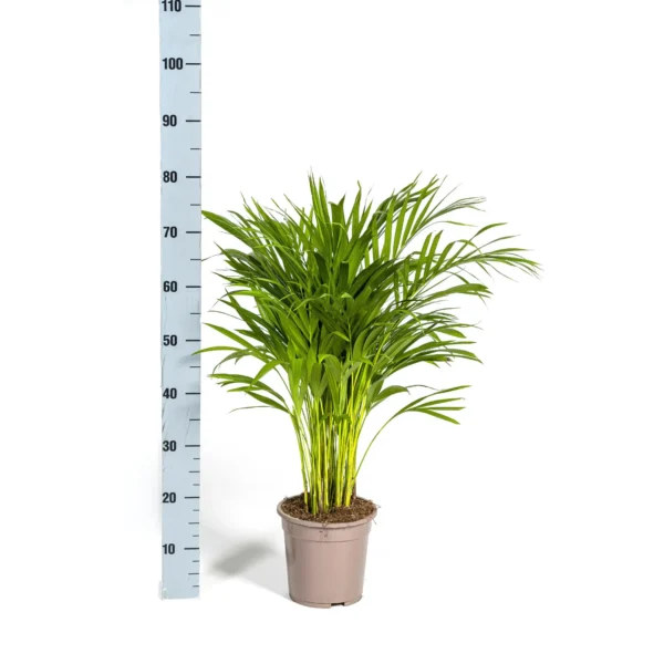 Goldfruchtpalme Dypsis Areca Lutescens Ø19cm - ↨80 - 100cm