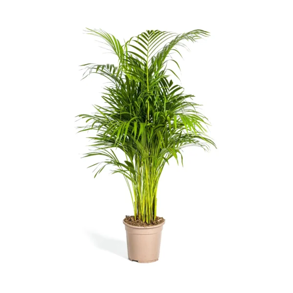 Goldfruchtpalme Dypsis Areca Lutescens Ø21cm - ↨100 - 120cm