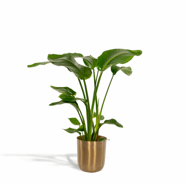 Strelitzia Nicolai - Ø19cm - ↕90cm + Topf Mayk Gold