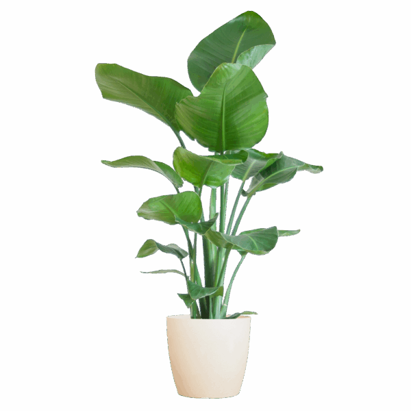 Strelitzia Nicolai mit Viber-Topf weiß – 80 cm – Ø21