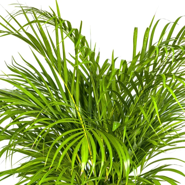 Goldfruchtpalme Dypsis Areca Lutescens Ø24cm - ↨120 - 140cm