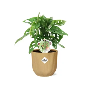 Fensterblatt Monstera ‘Monkey Leaf’ in ELHO Vibes Fold 14cm gelb